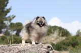 SPITZ ALLEMAND 044